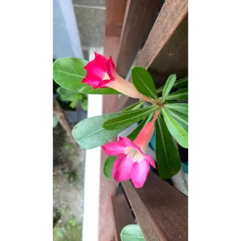 adenium plant (2)-5609337-36555.webp